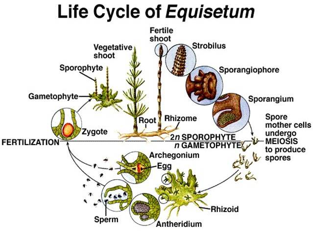 Life cycle of Equisetum 