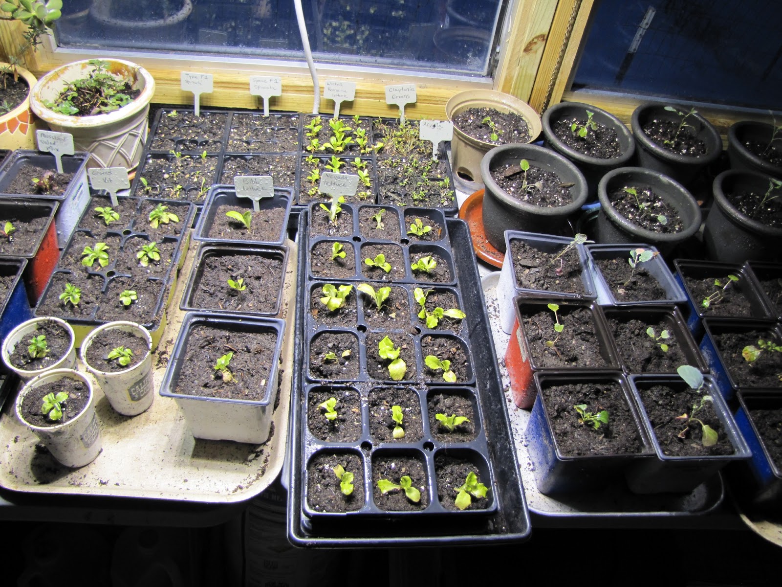 Kentucky Homesteading & Organic Gardening Greenhouse Gardening in Winter