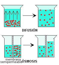 Osmosis y Difucion