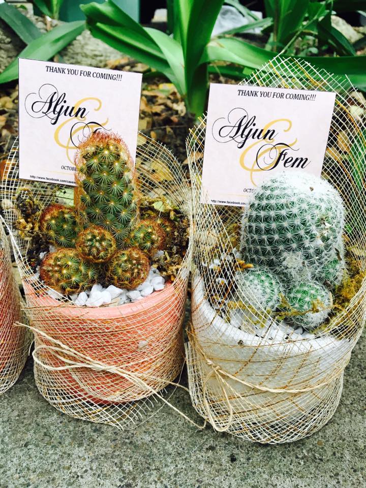 Cebu Urbano Succulents Cebu Why You Should Start Planting Succulents