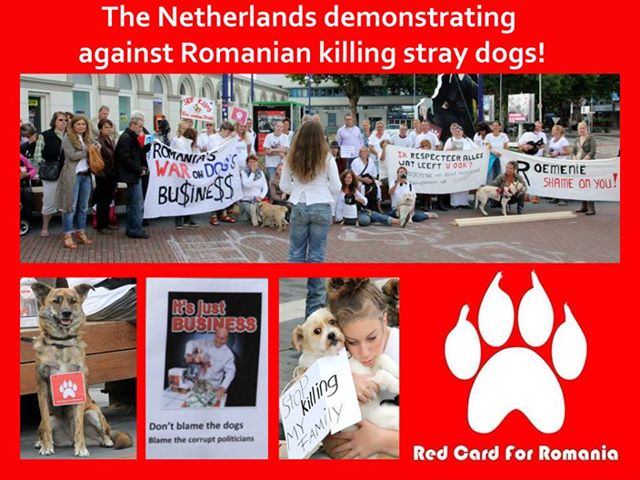 Netherlands protest dogs euthanasia in Romania