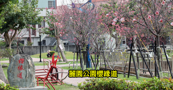 台中太平麗園公園300公尺櫻緣道賞櫻花,太平賞櫻好去處 台中太平麗園公園300公尺櫻緣道賞櫻花,太平賞櫻好去處