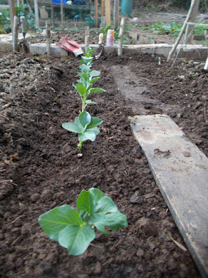 Row of broad beans Allotment Diary 80 Minute Allotment Green Fingered Blog