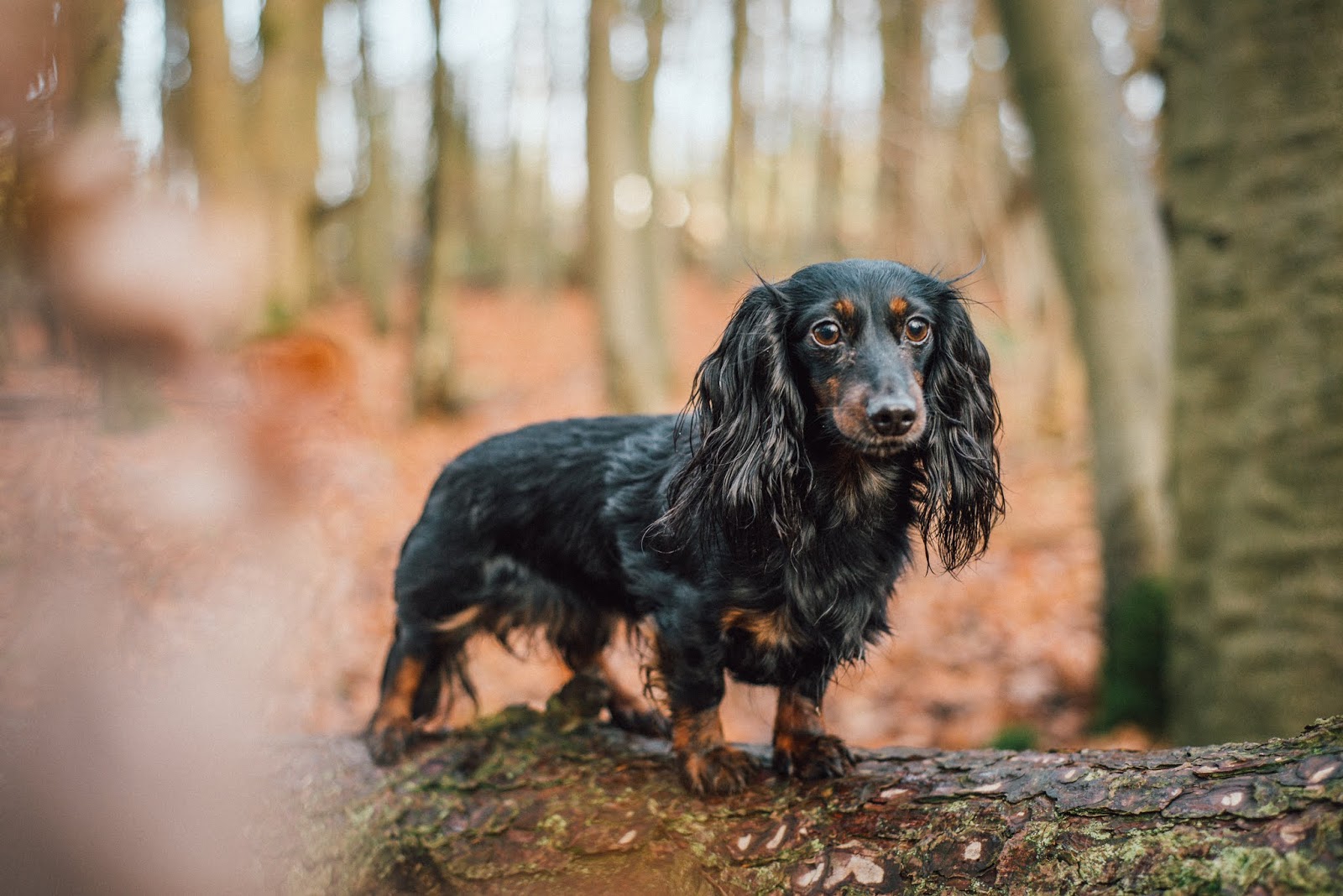 dachshund puppy on a log liquid grain liquidgrain blogger 