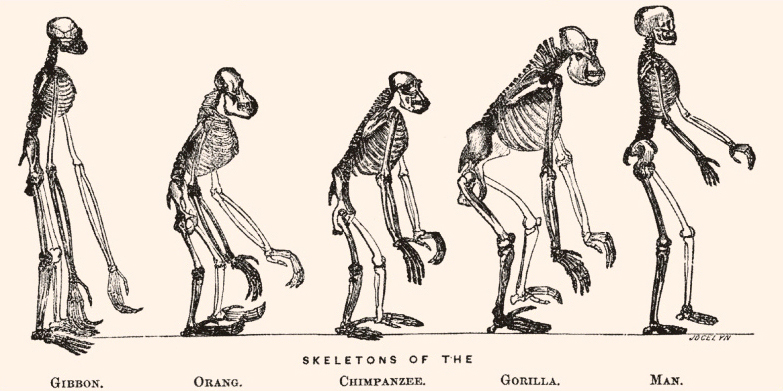 Evolución Humana: Comienzo de la Antropogénesis