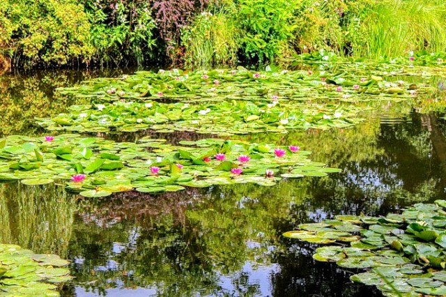 Claude Monet gardens Givenry