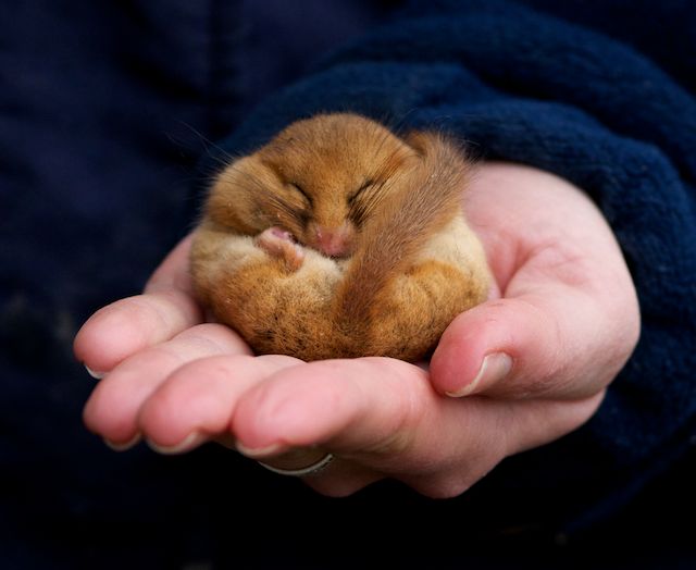 British Wildlife Centre Keeper's Blog Hibernation British Wildlife Centre Keeper's Blog Hibernation