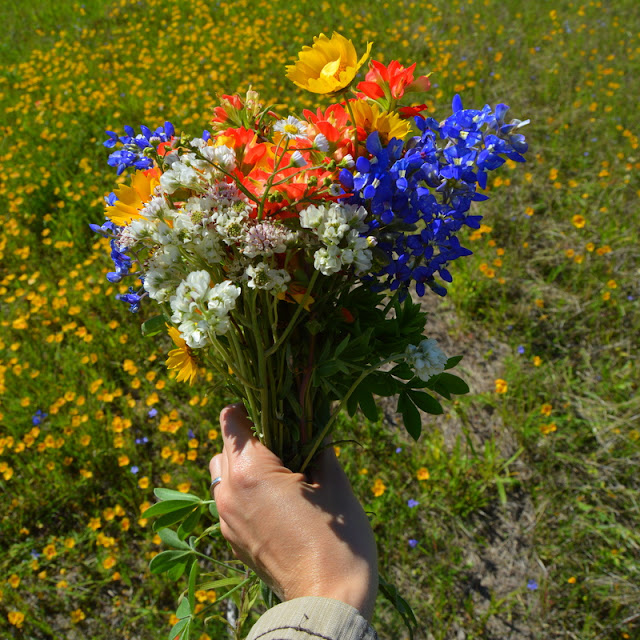 bloggiversary texas wildflowers