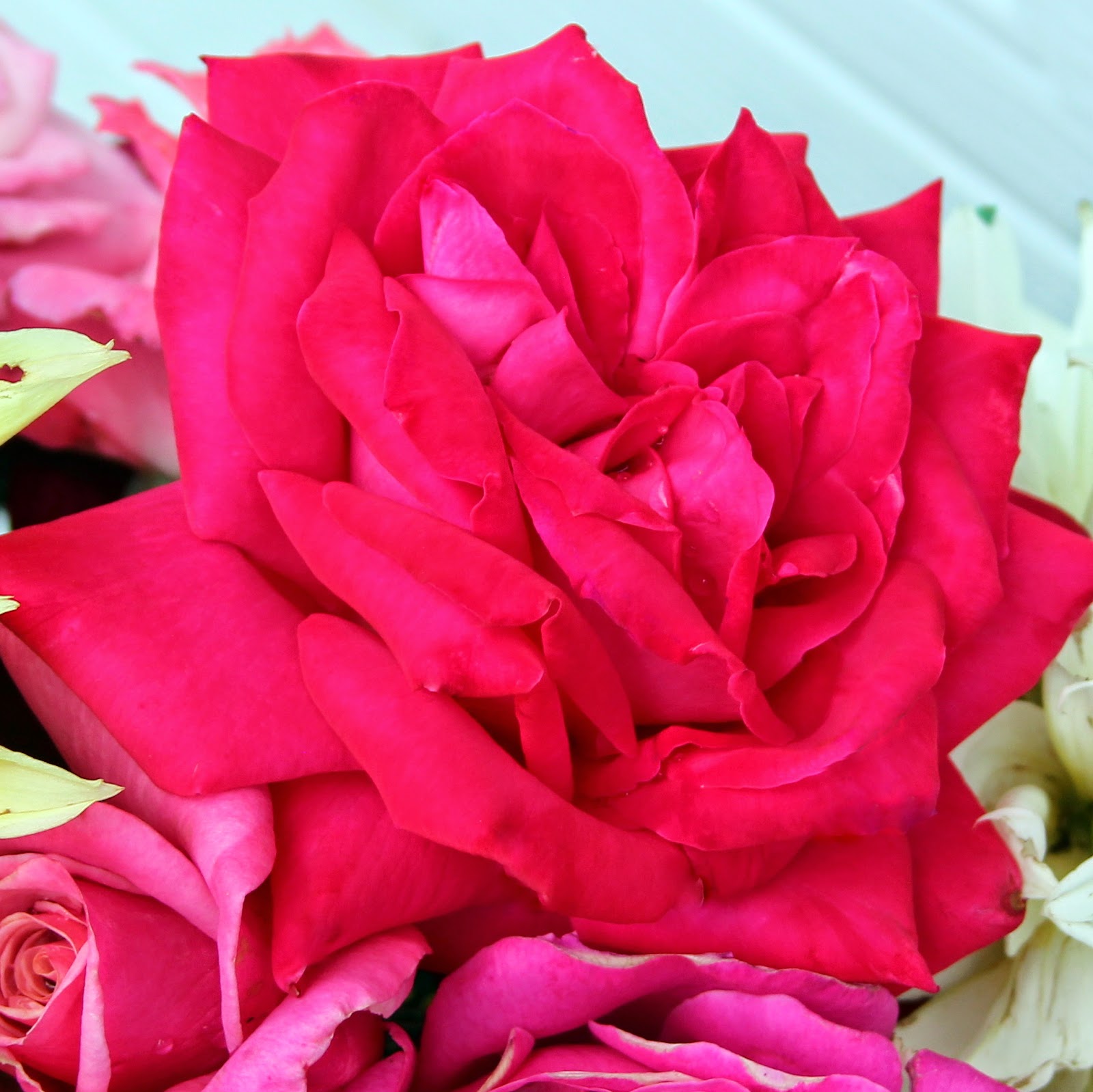 ROSES Fall hybrid tea roses in bouquets and arrangements Sowing the