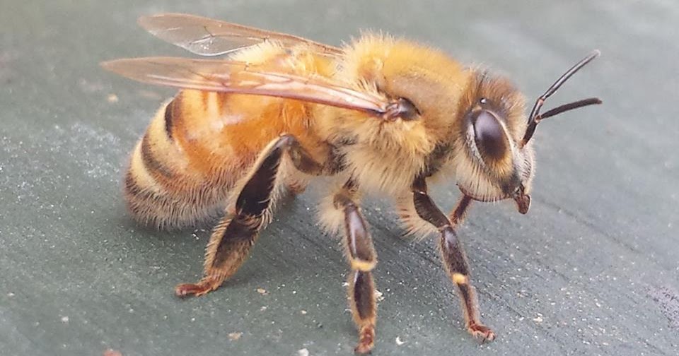 BeeMagic Chronicles for Kids Fun Fact How do bees see in the dark hive?