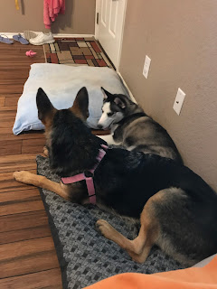 Annie the Shepherd Laying with Luna the Husky Husky and Shepherd San Antonio