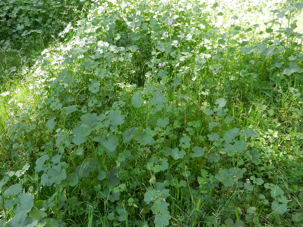 MALVA PLANTA COMESTIBLE Y MEDICINAL - El Balcon Verde