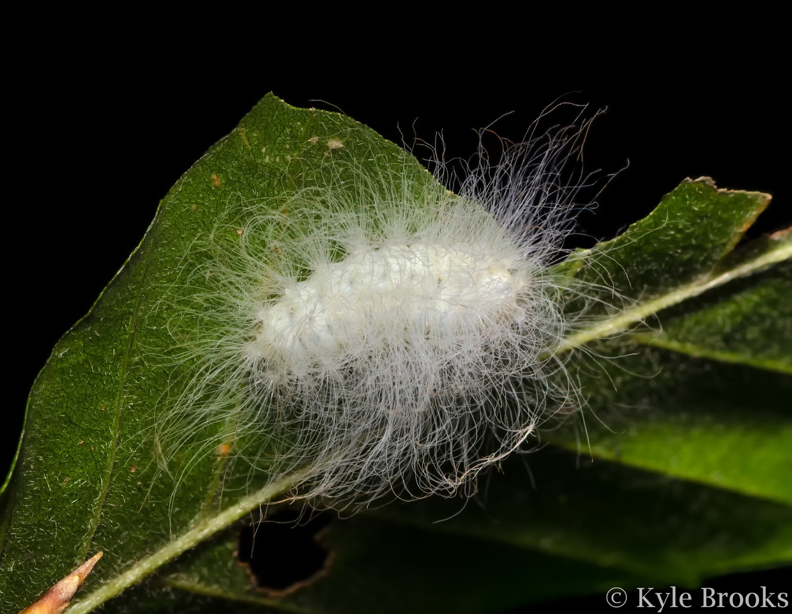 Black-Waved Flannel Moth caterpillar (Lagoa crispata) Ohio