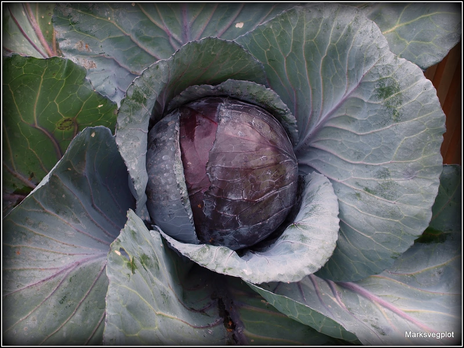 Mark&amp;#39;s Veg Plot: Red Cabbage &amp;quot;Ruby Perfection&amp;quot;
