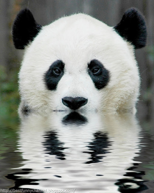 Funny panda.