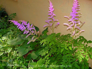 Astilbe grown with hosta plants: shade garden