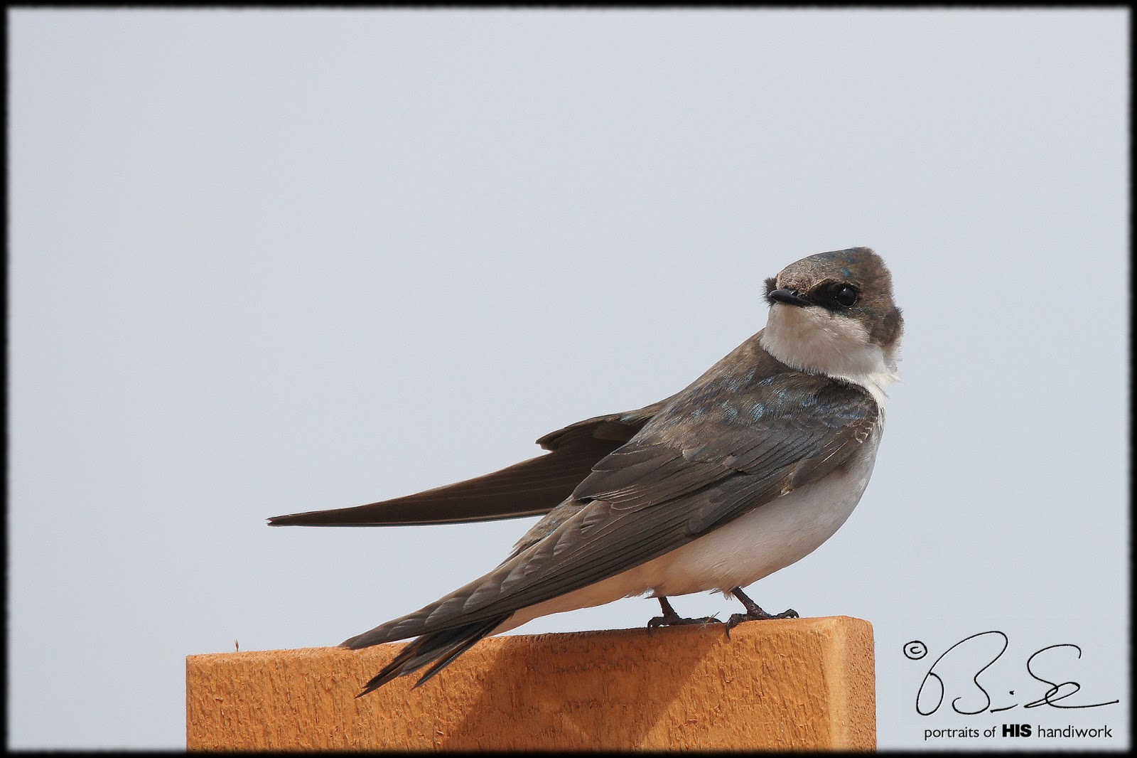 Swallow Female 53