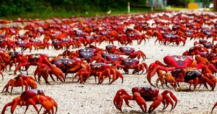 The Red crabs of Christmas Island, Australia ~ Amazing World Reality | Most Beautiful Places In ...