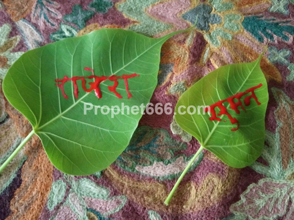 31+ Peepal Tree Name In Kannada Images