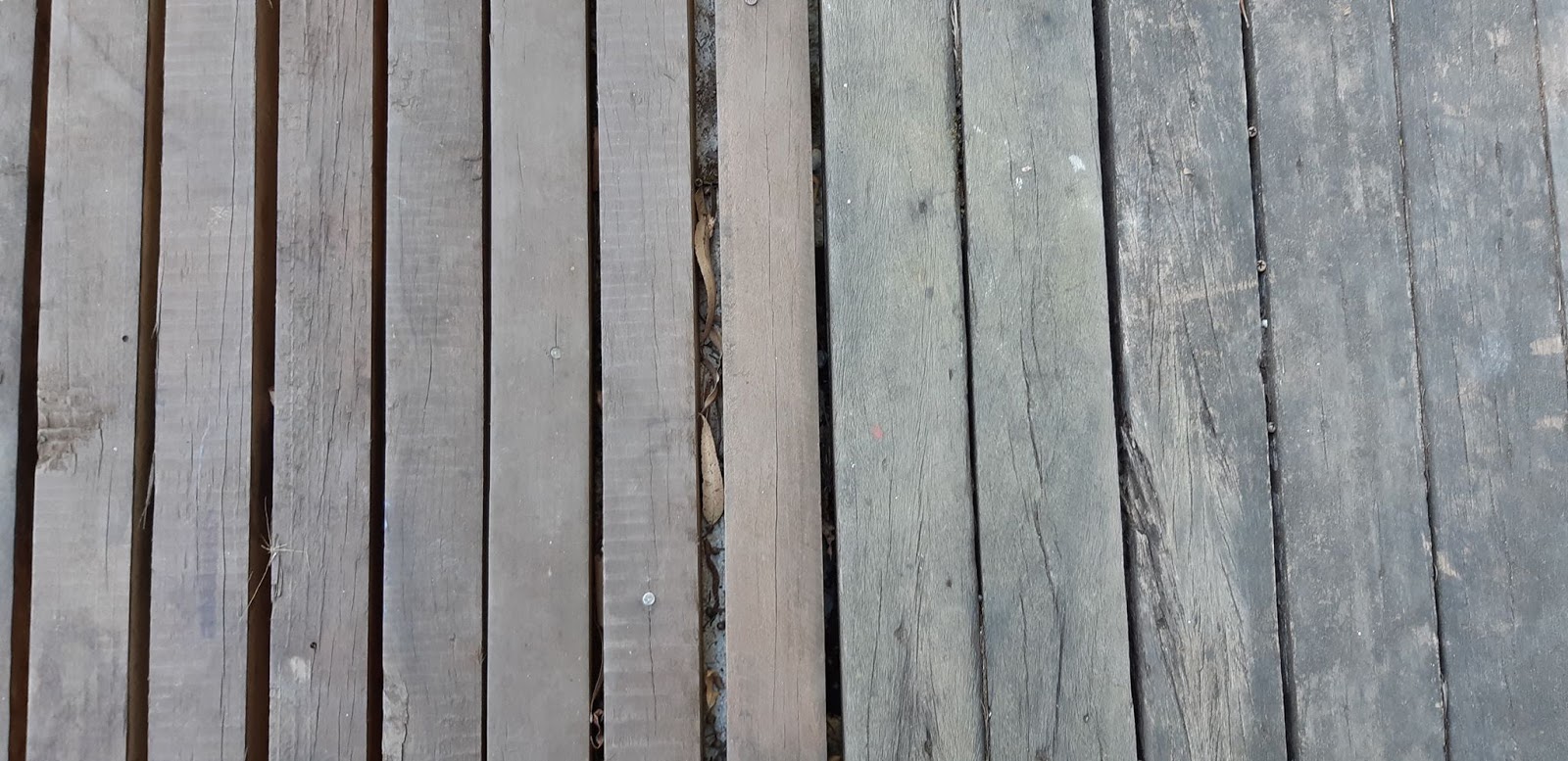 OUR PHILIPPINE TREES