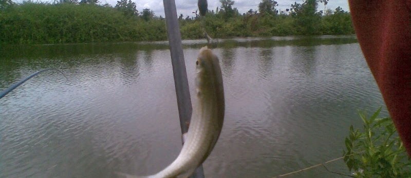 Umpan Ikan Belanak Jitu Racikan Sendiri yang Sekarang Ini