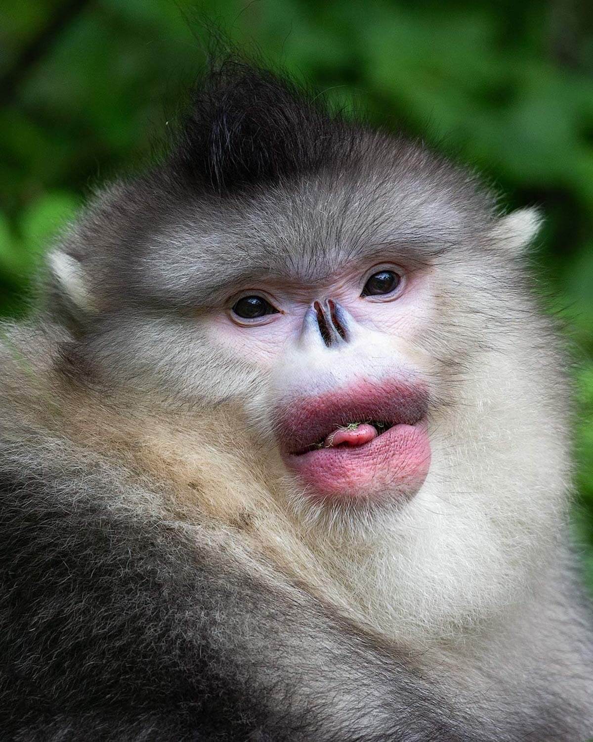 Human-Like Micro-Expressions Of Endangered Animals Across The World (Interview) Human-Like Micro-Expressions Of Endangered Animals Across The World (Interview)