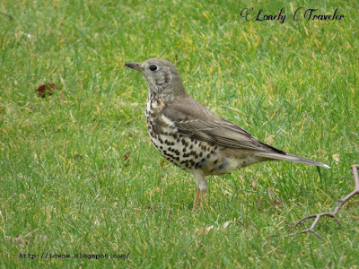 Mistle thrush - Turdus viscivorus