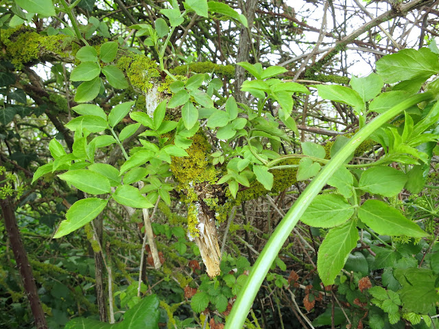 The elderberry shoot we have been 'following' almost obscured by other leaves.