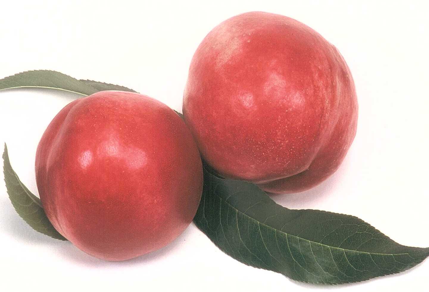 Nectarine Fruits And Vegetables
