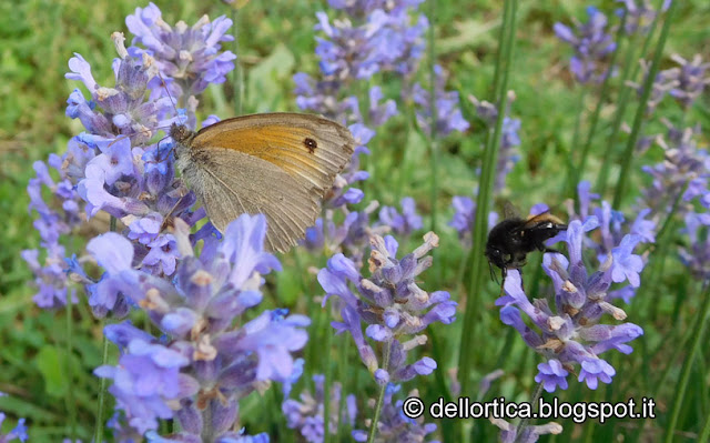 lavanda farfalle aromatiche nel giardino visitabile della fattoria didattica dell ortica a Savigno Valsamoggia Bologna vicino a Zocca nell Appennino