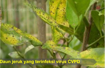 virus penyebab penyakit pada tumbuhan-Degenerasi jeruk disebabkan oleh virus CVPD (Citrus Vein Phloem Degeneration) yang menyerang pembuluh tapis (floem) dari tanaman jeruk