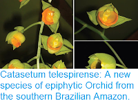 http://sciencythoughts.blogspot.co.uk/2015/08/catasetum-telespirense-new-species-of.html