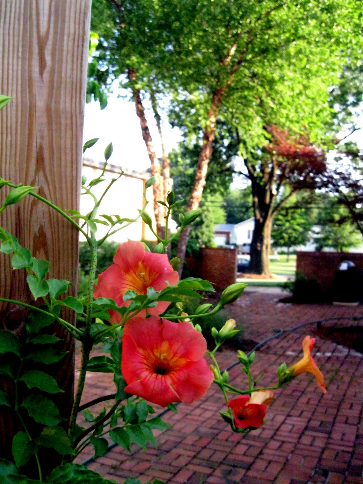 1003 Gardens Beltsville Library Garden where are the hummingbirds