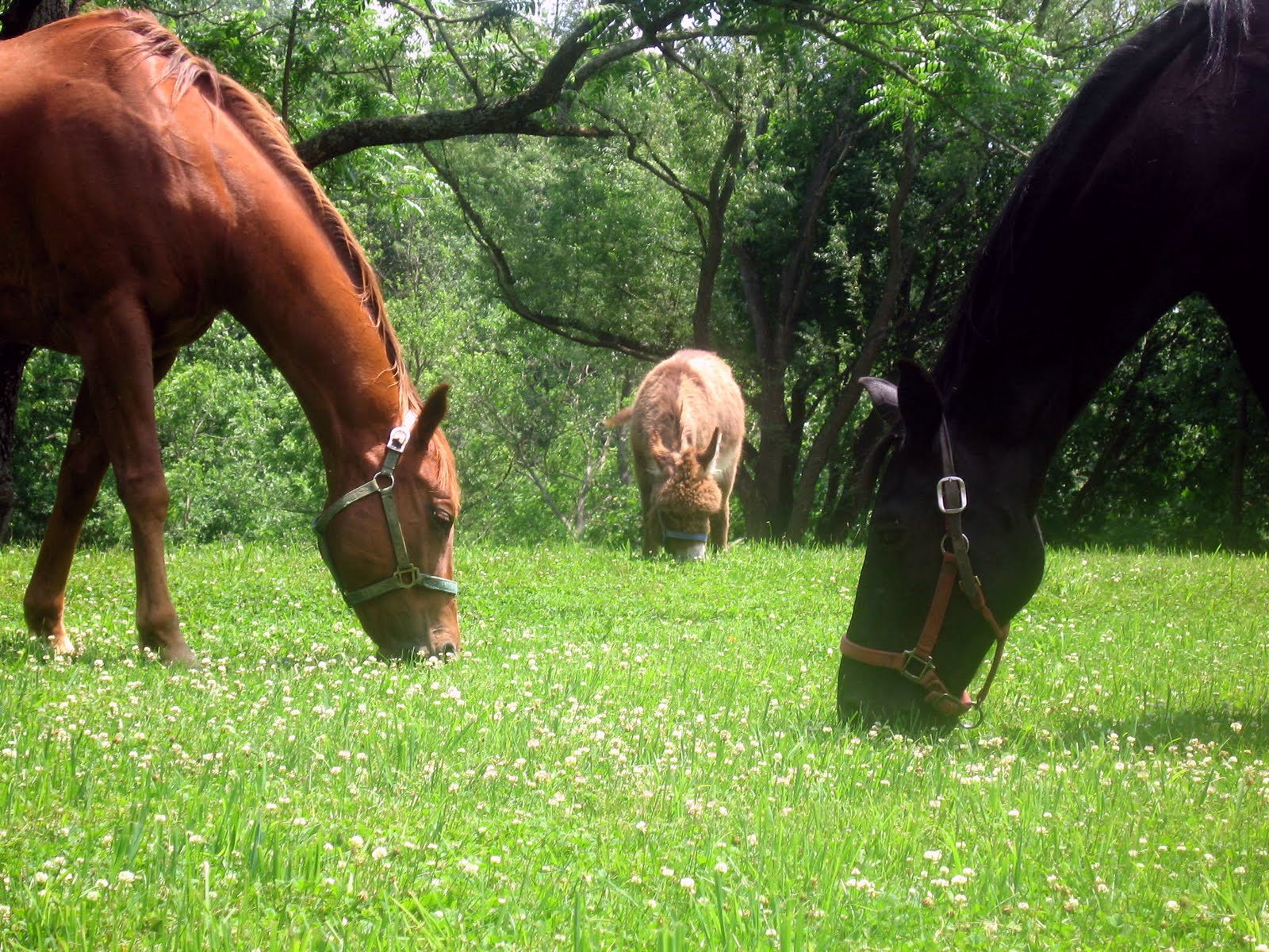 Horse Blanket Repair Services
