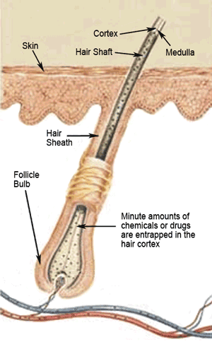 Beating A Hair Drug Test: Can I beat a hair drug test?