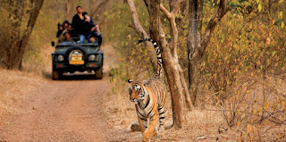 Jaipur Wild Safari