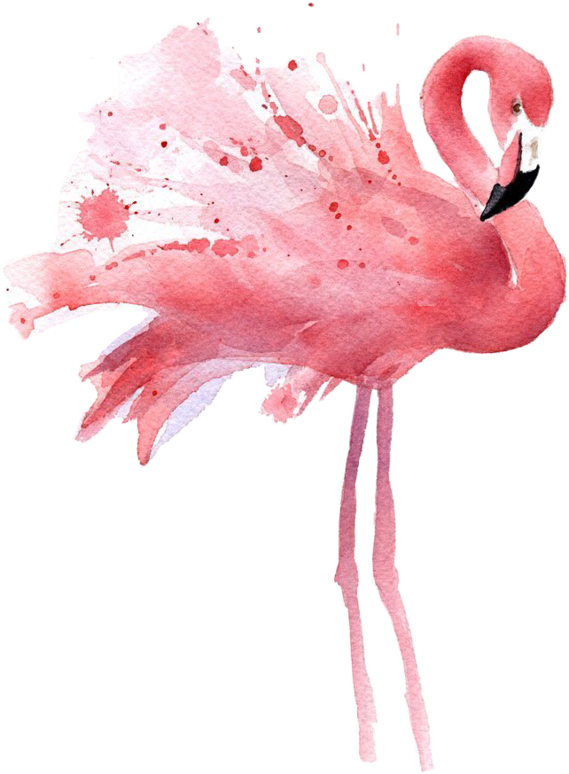 PNG: Flamingo PNG