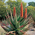 Aloe Ferox ( Aloe Hanburyi )