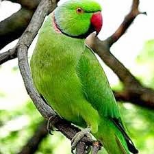 Jenis Burung Peliharaan Kicauan Burung