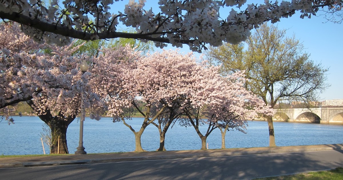 2018 Cherry Blossom Ten Miler Photos Coach Kiprunning News