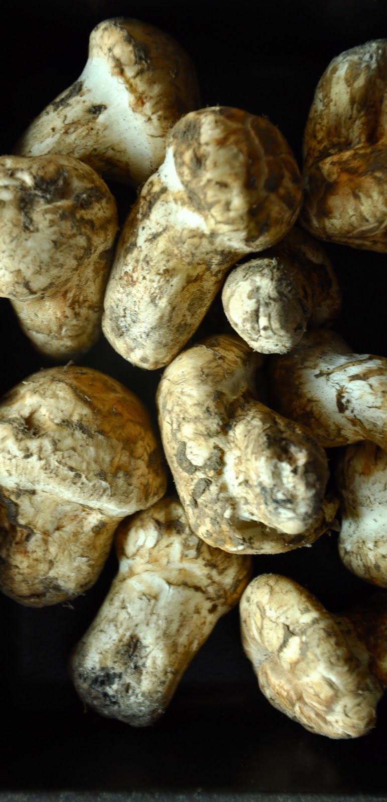 On Matsutake mushrooms.....