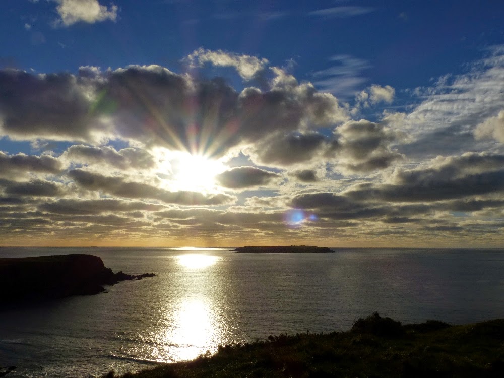 Pembrokeshire Birds Snow Bunting Marloes Mere