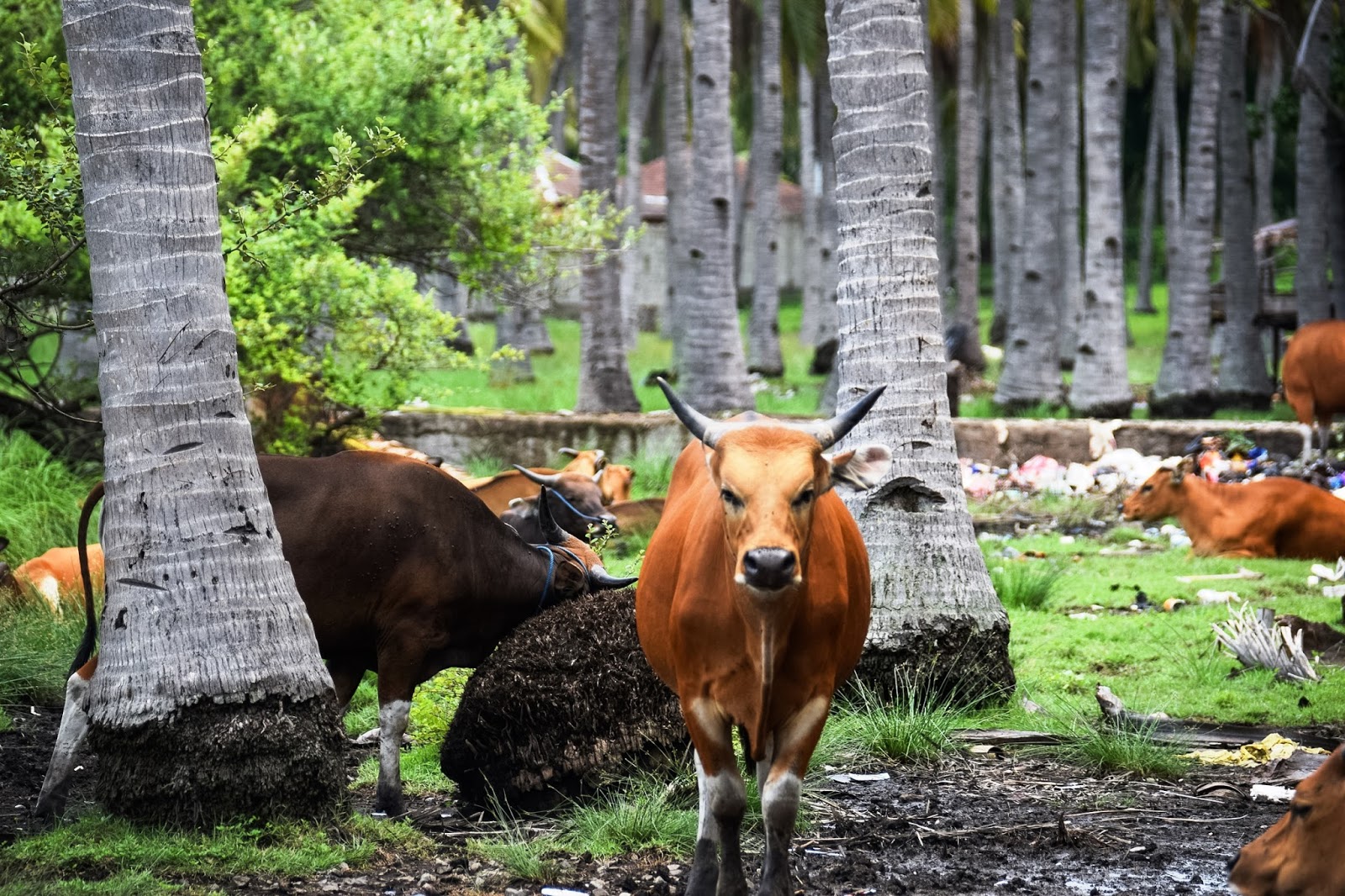 cow in the middle of gili trawangan island