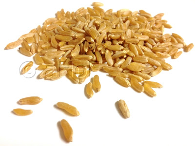 Kamut® Khorasan, Ancient wheat,, tetraploid wheat