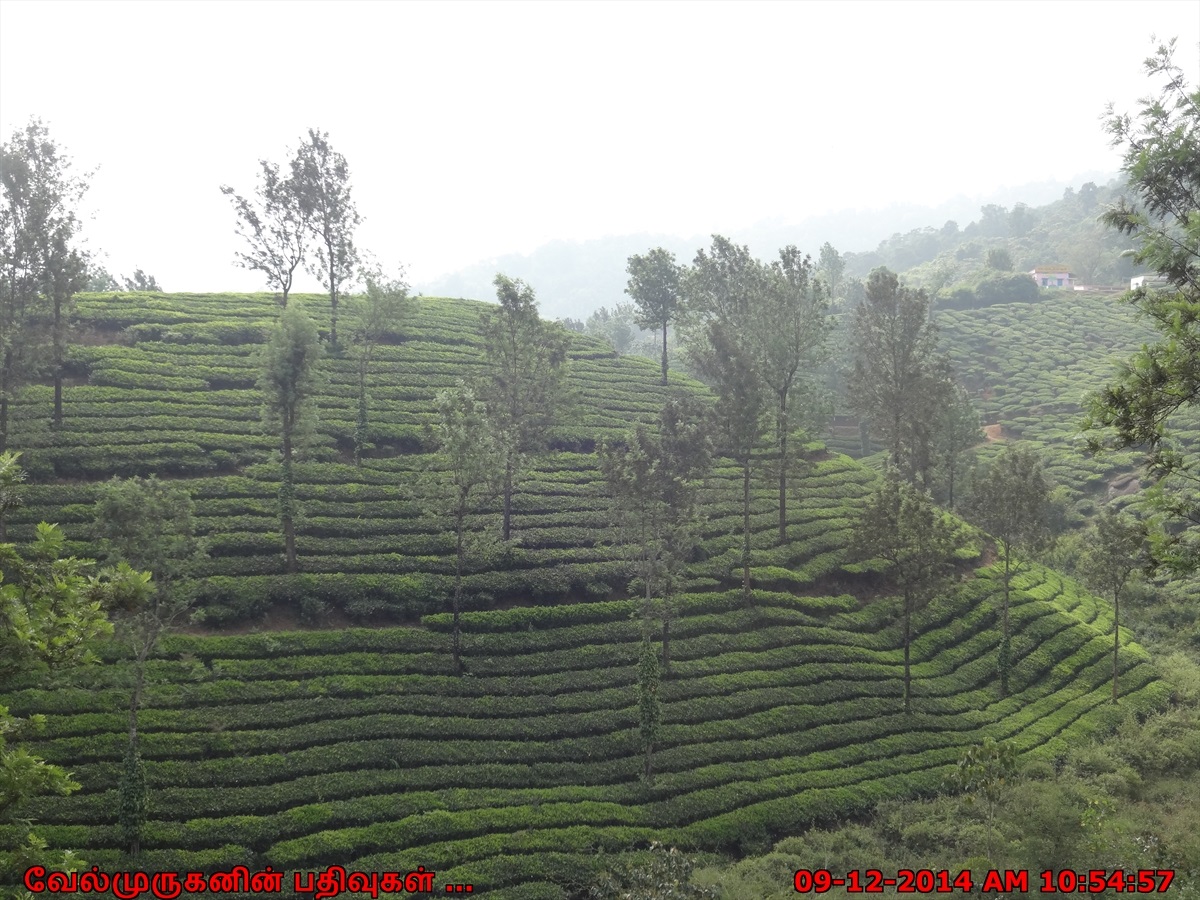 Wayanad Tea Plantations Exploring My Life