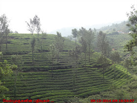 Scenic Tea Plantations in Wayanad Kerala