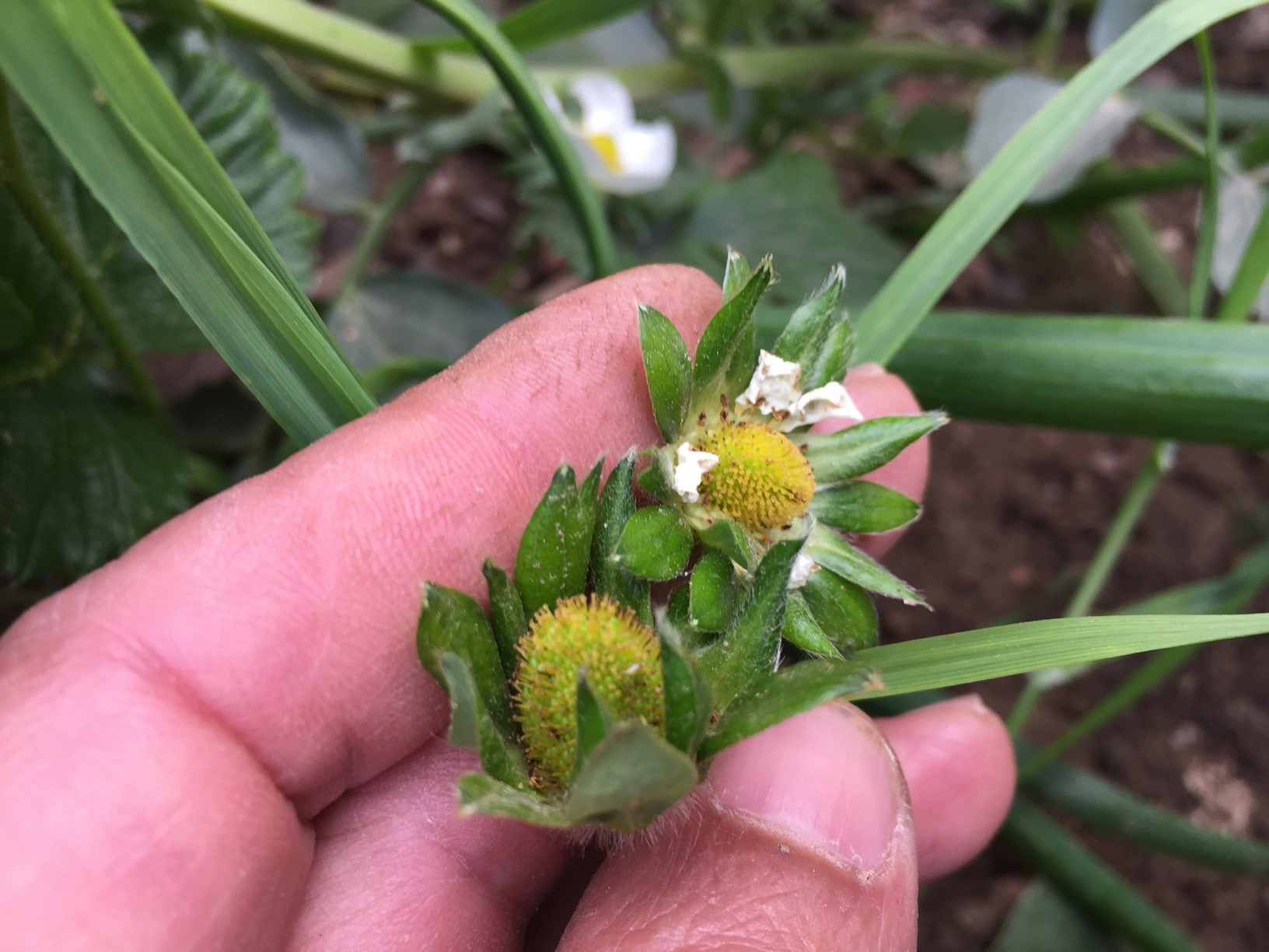 How To Grow Strawberries
