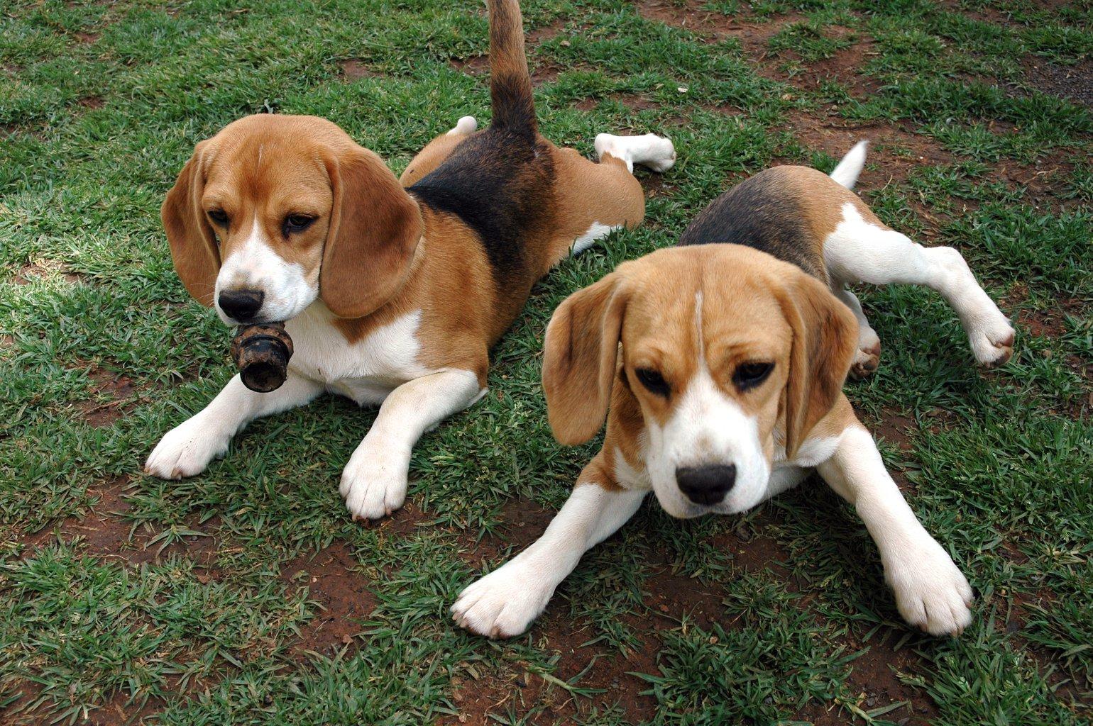 https://2.bp.blogspot.com/-JEVVk6OrjX0/Th8sKj4OFzI/AAAAAAAAAIw/YOl-8SBo5AE/s1600/Beagle+Dogs+Wallpapers+3.jpg