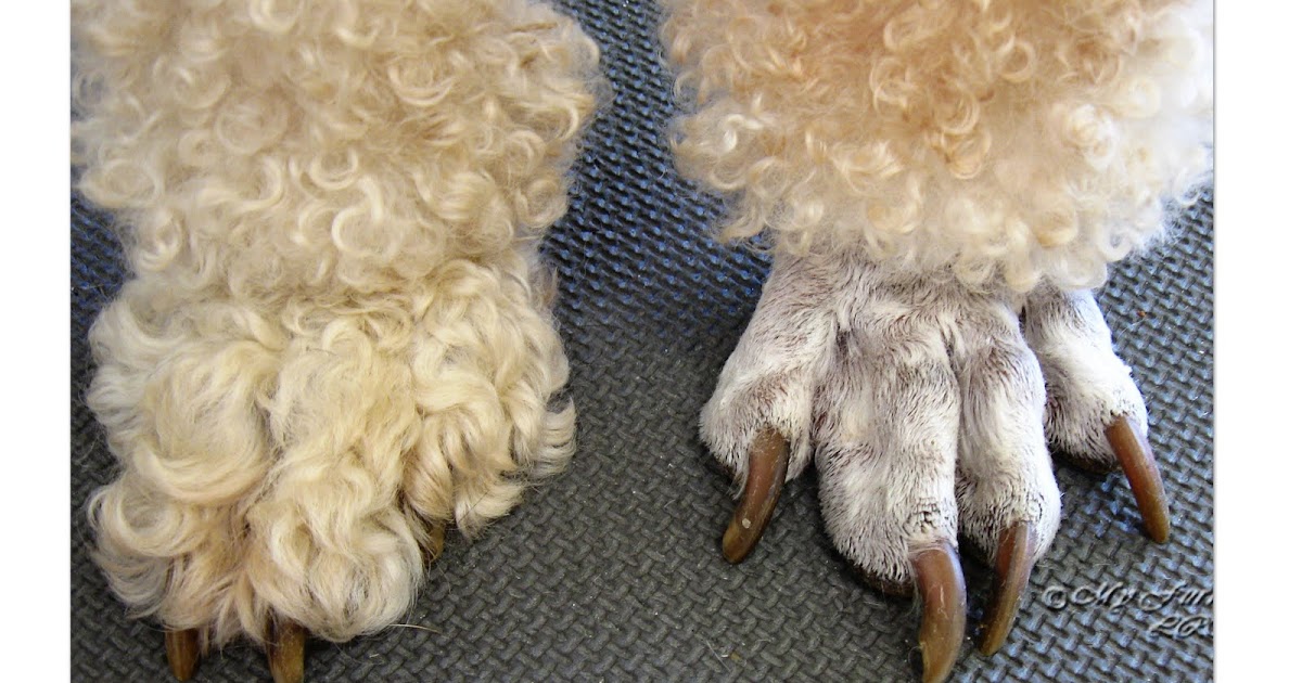 Grooming Your Furry Friend: Does A Poodle Have To Be Groomed Like A Poodle?