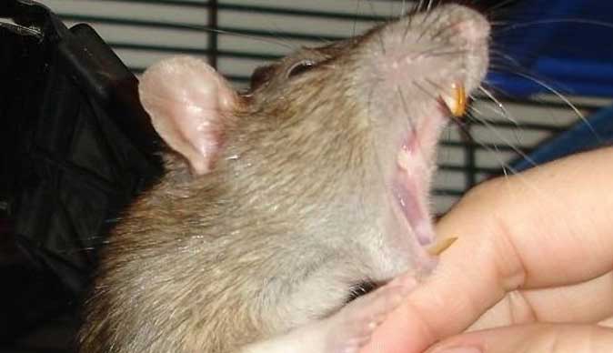 How To Keep My House Clean From Pest Treating Rat Bites how-to-keep-my-house-clean-from-pest-treating-rat-bites